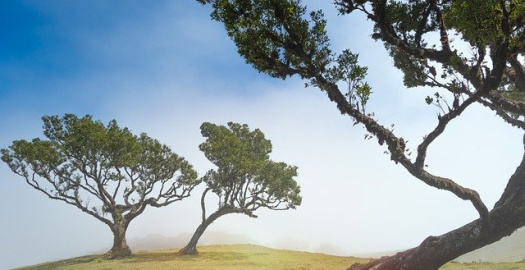 image article